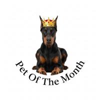 a pet of the month award